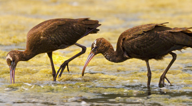 A Glossy Ibis encounter in Cape May NJ